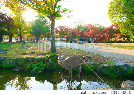 [Nara Prefecture] Visit Nara Park to view autumn leaves in November 109744298