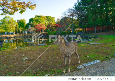 [Nara Prefecture] Visit Nara Park to view autumn leaves in November 109744300