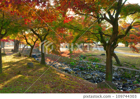 [Nara Prefecture] Visit Nara Park to view autumn leaves in November 109744303