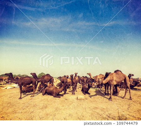Camels at Pushkar Mela Pushkar Camel Fair , India 109744479