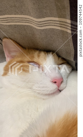 strange face (cat) strange face (cat) 109744542