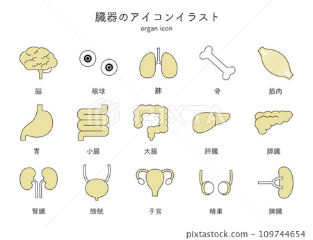 器官,內臟,醫學圖標插圖集,簡單的線條畫,大腦,眼球,肺,骨頭,肌肉,胃 器官,內臟,醫學圖標插圖集,簡單的線條畫,大腦,眼球,肺,骨頭,肌肉,胃 109744654