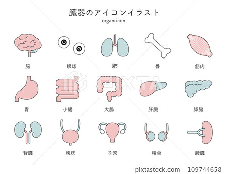 Organs, internal organs, medical icon illustration set, simple line drawing, brain, eyeballs, lungs, bones, muscles, stomach 109744658