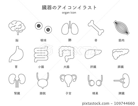 Organs, internal organs, medical icon illustration set, simple line drawing, brain, eyeballs, lungs, bones, muscles, stomach 109744660