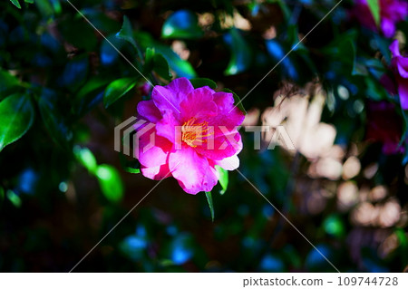茶梅紅色的花 109744728
