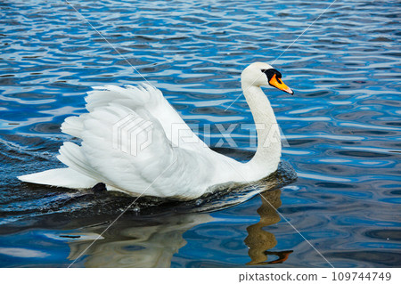 Mute Swan Cygnus olor in lake Mute Swan Cygnus olor in lake 109744749