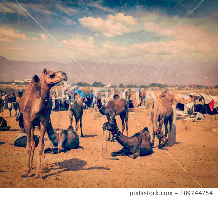 Camels at Pushkar Mela Pushkar Camel Fair , India Camels at Pushkar Mela Pushkar Camel Fair , India 109744754