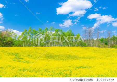 [春天的材料]春天的中山高原，油菜花，櫻花和北阿爾卑斯山[長野縣] 109744776