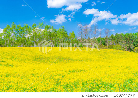[春天的材料]春天的中山高原，油菜花，櫻花和北阿爾卑斯山[長野縣] 109744777