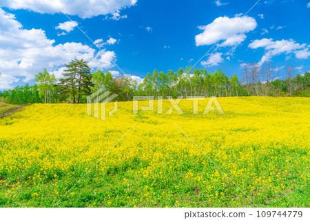 [春天的材料]春天的中山高原，油菜花，櫻花和北阿爾卑斯山[長野縣] 109744779
