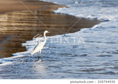 Little Egret Egretta garzetta 109744930