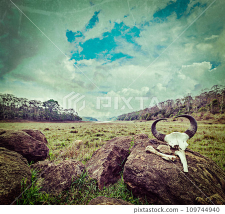 Gaur Indian bison skull with horns and bones 109744940