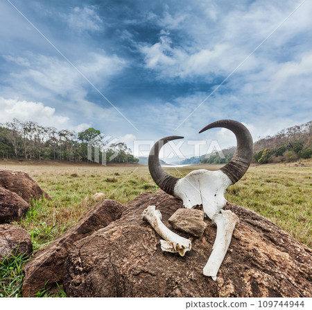 Gaur Indian bison skull with horns and bones 109744944