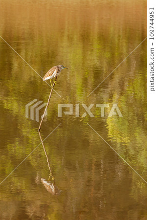 Indian Pond Heron or Paddybird Ardeola grayii 109744951