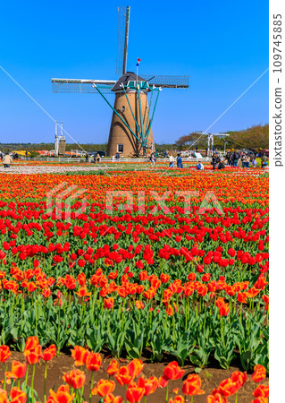 Chiba Prefecture, Sakura City, Sakura Furusato Square (Sakura Tulip Festa) Chiba Prefecture, Sakura City, Sakura Furusato Square (Sakura Tulip Festa) 109745885