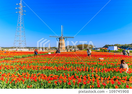 千葉縣佐倉市佐倉故鄉廣場（櫻花鬱金香節） 109745908