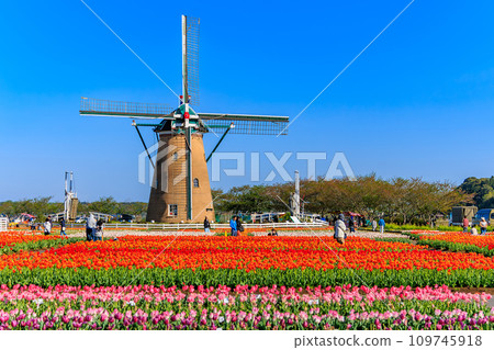 Chiba Prefecture, Sakura City, Sakura Furusato Square (Sakura Tulip Festa) Chiba Prefecture, Sakura City, Sakura Furusato Square (Sakura Tulip Festa) 109745918