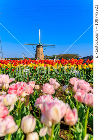 千葉縣佐倉市佐倉故鄉廣場（櫻花鬱金香節） 109745923