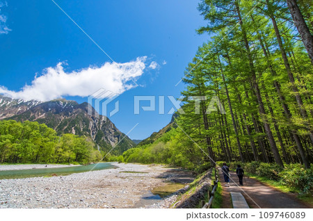 [Kamikochi during the fresh green season] Larch forest and Mt. Rokuhyaku seen from the promenade along the Azusa River 109746089