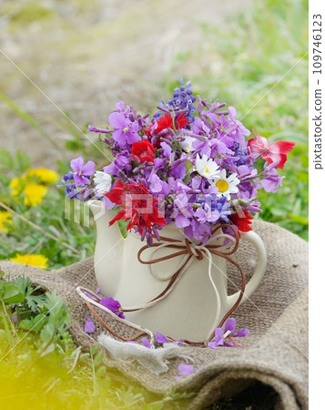 Anemone and purple rape blossoms 109746123