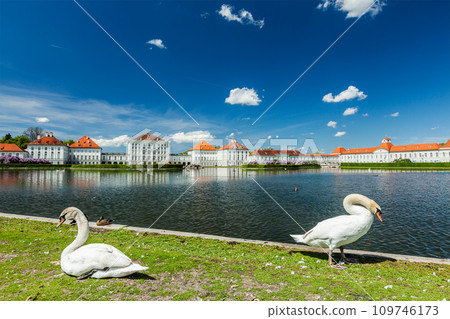 Swans in garden near the Nymphenburg Palace 109746173