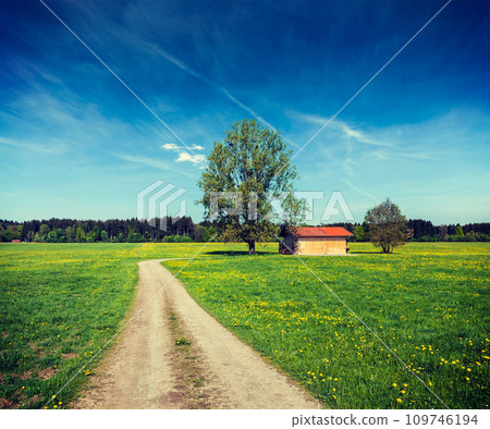 Summer meadow 109746194