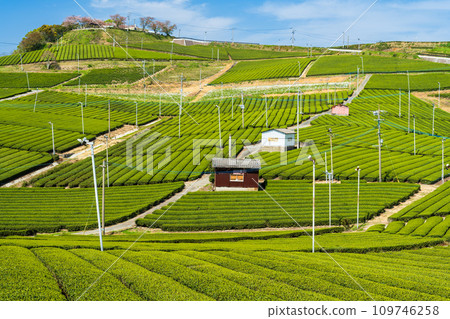 A carpet of green as far as the eye can see, bathed in the sunlight of the spring sky. A fragrant scenic spot/Yame Chuo Tea Garden | A carpet of green as far as the eye can see, bathed in the sunlight of the spring sky. A fragrant scenic spot/Yame Chuo Tea Garden | 109746258