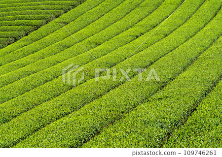 目之所及,綠意盎然,芳香四溢的勝景/八女中央茶園| 目之所及,綠意盎然,芳香四溢的勝景/八女中央茶園| 109746261