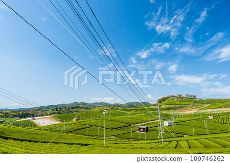 放眼望去，一片綠意盎然，沐浴著春日的陽光。芳香四溢的風景區/八女中央茶園| 109746262