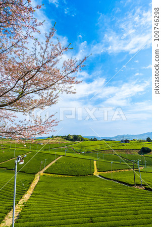 A carpet of greenery as far as the eye can see during the cherry blossom season, a fragrant scenic spot/Yame Chuo Tea Garden | 109746298