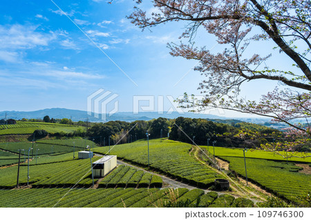 A carpet of greenery as far as the eye can see during the cherry blossom season, a fragrant scenic spot/Yame Chuo Tea Garden | A carpet of greenery as far as the eye can see during the cherry blossom season, a fragrant scenic spot/Yame Chuo Tea Garden | 109746300