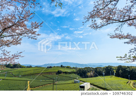 A carpet of greenery as far as the eye can see during the cherry blossom season, a fragrant scenic spot/Yame Chuo Tea Garden | A carpet of greenery as far as the eye can see during the cherry blossom season, a fragrant scenic spot/Yame Chuo Tea Garden | 109746302