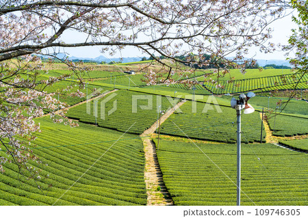 櫻花季綠意盎然、芳香四溢的勝景/八女中央茶園| 櫻花季綠意盎然、芳香四溢的勝景/八女中央茶園| 109746305
