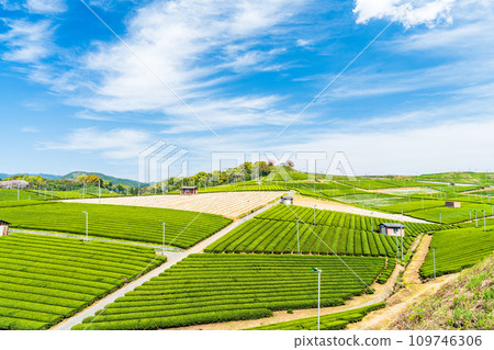 A carpet of greenery as far as the eye can see against the spring sky, a fragrant scenic spot/Yame Chuo Tea Garden | A carpet of greenery as far as the eye can see against the spring sky, a fragrant scenic spot/Yame Chuo Tea Garden | 109746306