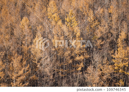 Larch with autumn leaves in Hokkaido Larch with autumn leaves in Hokkaido 109746345