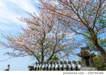 春天的天空與地藏櫻，觀景台，芬芳的風景區，放眼望去的綠毯 / 八女中央茶園 | 109746366