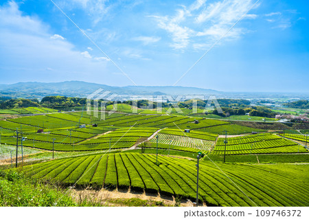 The spring sky and the scenery you can see from the observation deck - a green carpet as far as the eye can see - a fragrant scenic spot / Yame Chuo Tea Garden | 109746372
