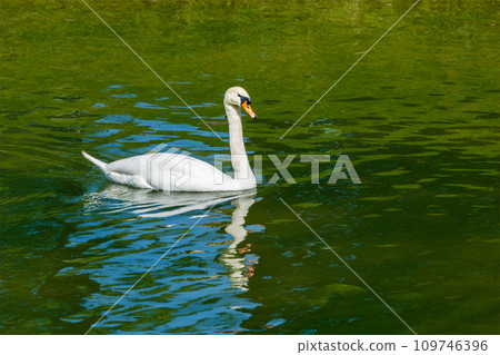 Mute Swan Cygnus olor in lake 109746396