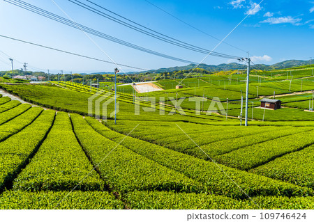 A carpet of greenery as far as the eye can see against the spring sky, a fragrant scenic spot/Yame Chuo Tea Garden | 109746424