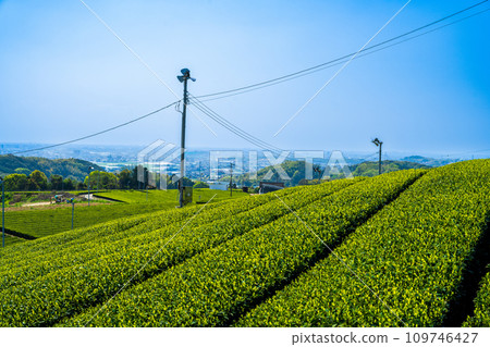 Spring sky and cityscape, green carpet as far as the eye can see, fragrant scenic spot/Yame Chuo Tea Garden | Spring sky and cityscape, green carpet as far as the eye can see, fragrant scenic spot/Yame Chuo Tea Garden | 109746427