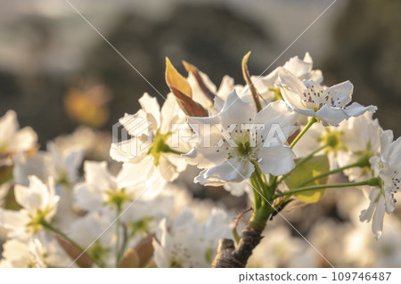 20th Century Pear Flower (Yurihama Town, Tottori Prefecture) 20th Century Pear Flower (Yurihama Town, Tottori Prefecture) 109746487