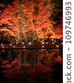 Toki City, Gifu Prefecture Upside Down Autumn Leaves Illuminated Autumn Leaves 109746993