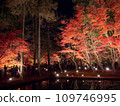 Toki City, Gifu Prefecture Upside Down Autumn Leaves Illuminated Autumn Leaves 109746995