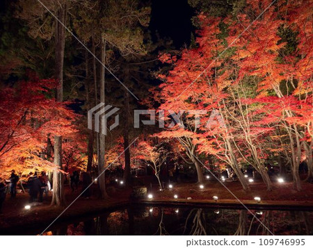 Toki City, Gifu Prefecture Upside Down Autumn Leaves Illuminated Autumn Leaves Toki City, Gifu Prefecture Upside Down Autumn Leaves Illuminated Autumn Leaves 109746995