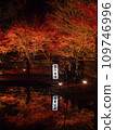 Toki City, Gifu Prefecture Upside Down Autumn Leaves Illuminated Autumn Leaves 109746996