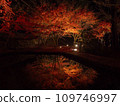 Toki City, Gifu Prefecture Upside Down Autumn Leaves Illuminated Autumn Leaves 109746997