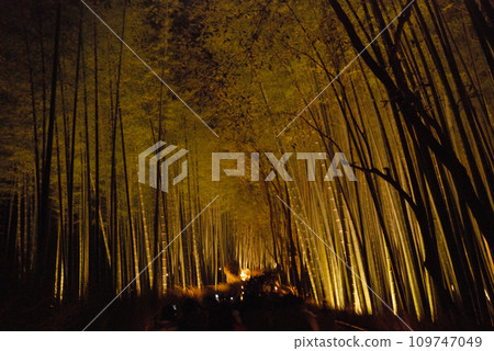 Bamboo forest lit up @kyoto / Lighted up bamboo forest path @ Kyoto in winter Bamboo forest lit up @kyoto / Lighted up bamboo forest path @ Kyoto in winter 109747049