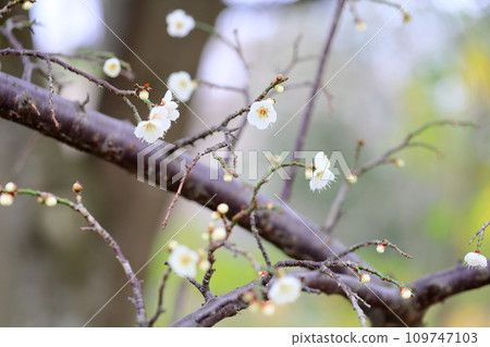 梅花 梅花 109747103