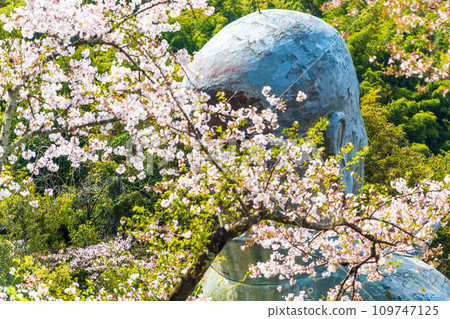 Japan's largest Obinzuru statue that stands out against the cherry blossom trees Nichirinji Temple (Yamaga City) 109747125