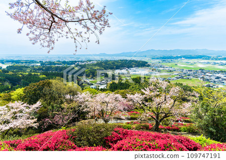 Spectacular light spot - collaboration of cherry blossom trees and azalea flowers - panoramic scenery - Panoramic Nichirinji Temple (Yamaga City) 109747191